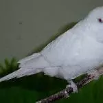Albino  Hahn