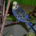 Odenwelli Ceres