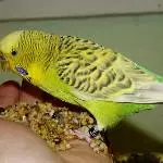 Odenwelli Hummel