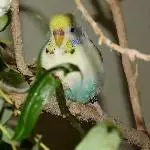 Odenwelli Ernie