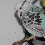 Odenwelli Frau Antje