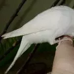 Odenwelli Lilli