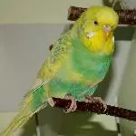 Odenwelli Flop