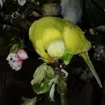 Odenwelli Tüpfel