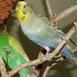 Odenwelli Vesuvio