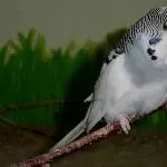 Odenwelli Greystoke