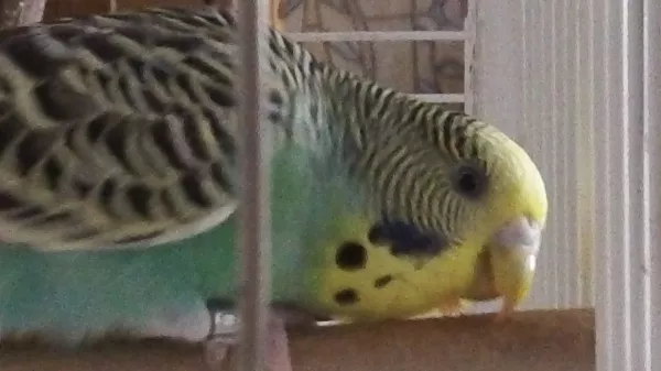 Wellensittich-Bild: Die Chipy beim Knabbern erwischt :)