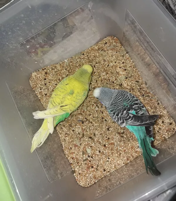Wellensittich-Bild: ..da hüpfen zwei heimlich in die Futterbox, die man nur ganz kurz offen gelassen hat

Die beiden waren schneller als der Blitz ;)