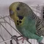 Unsere Chipy