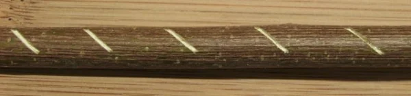 Wellensittich-Bild: Zunächst im geeigneten Abstand die Löcher in den Ast bohren. Bei einer Edelstahlstange mit 2mm Dicke reicht eine Bohrnadel mit 2,5mm. Wer sich mit dem Abstand beim Bohren unsicher ist, kann sich mit der Säge vorab dezente Markierungen setzen