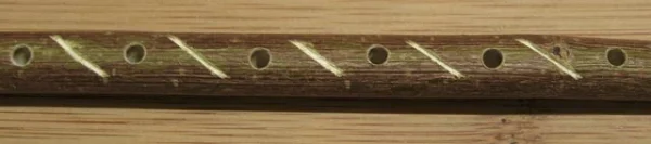 Wellensittich-Bild: Mittig der Markierungen werden die Löcher zum Auffädeln gebohrt. Jetzt kann man fix die Teile an den Markierungen mit der Säge abtrennen.