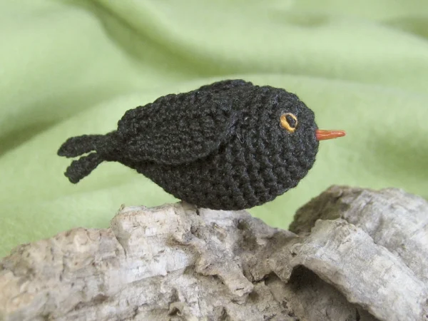 Wellensittich-Bild: männliche Woll-Amsel