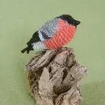 Gimpel (Pyrrhula pyrrhula)