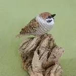 Sperlinge (Passeridae)