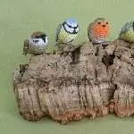 Gruppennbild Wildvögel