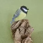 Kohlmeise (Parus major)