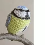 Blaumeise 2