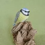 Blaumeise (Cyanistes caeruleus)