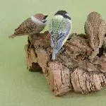 Gruppennbild Wildvögel von hinten