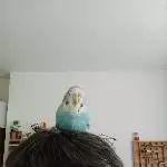 Ich habe einen Vogel