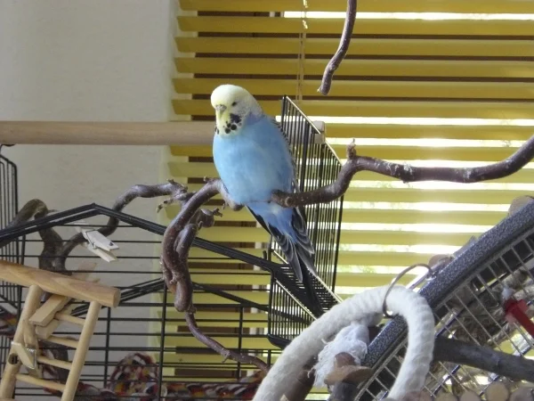 Wellensittich-Bild: Susi - unsere 