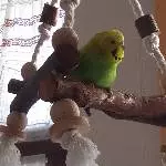 Cocos Lieblingsplatz