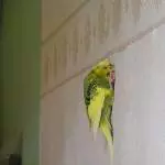 Freeclimbing Fibie