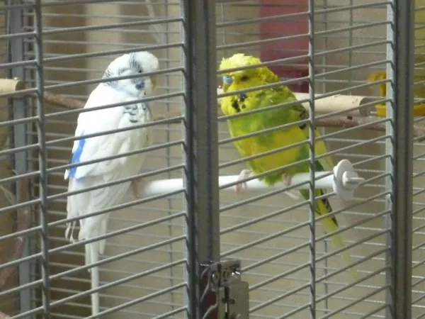 Wellensittich-Bild: Das sind Kiki und Micky