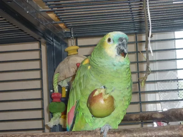 Wellensittich-Bild: Das ist MEIN Apfel!