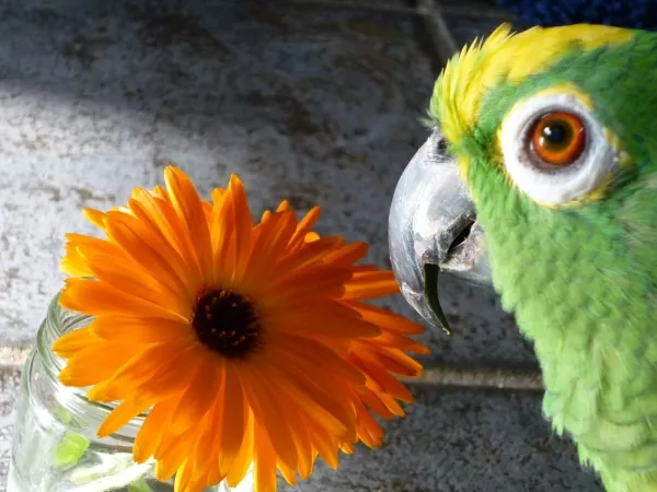 Wellensittich-Bild: Jacko