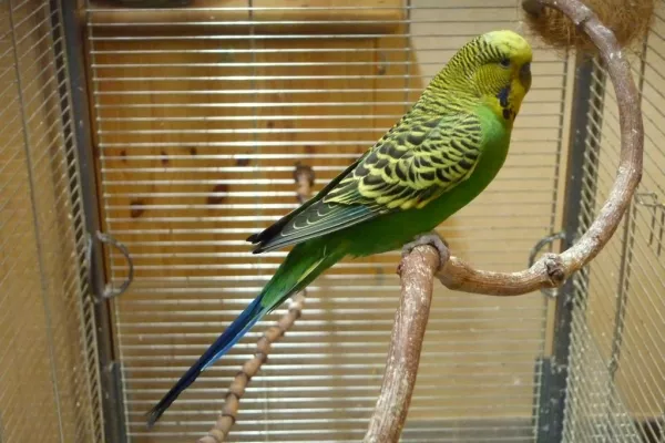 Wellensittich-Bild: Mein kleiner Tweety der uns letztes Jahr ganz unerwartet verlassen hat. Er fliegt jetzt mit den anderen Wellis im Hirseland.