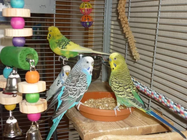 Wellensittich-Bild: Von hinten nach vorne: Micky, Kiki, Emmi und Tweety.