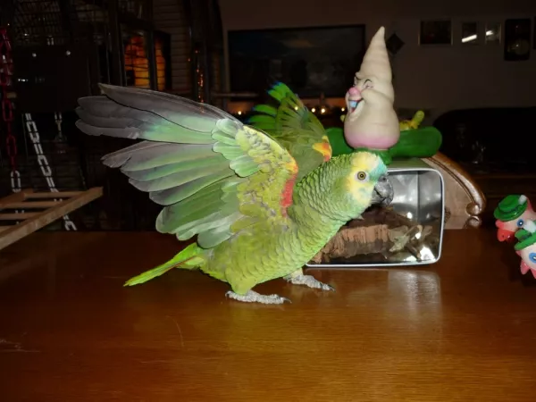 Wellensittich-Bild: Attacke!