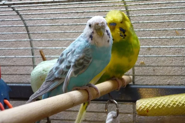 Wellensittich-Bild: Das ist Oma Mausi mit ihrem Freund Micky