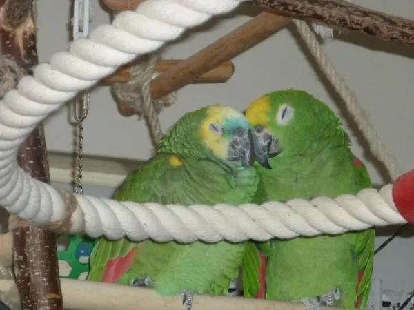 Wellensittich-Bild: Wir haben uns sooo lieb!