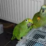 Jacki und Jacko