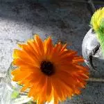 Jacki und Jacko Bild 1