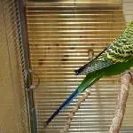 Tweety Bild