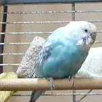 Oma Mausi