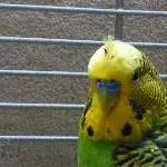 Indiander Tweety