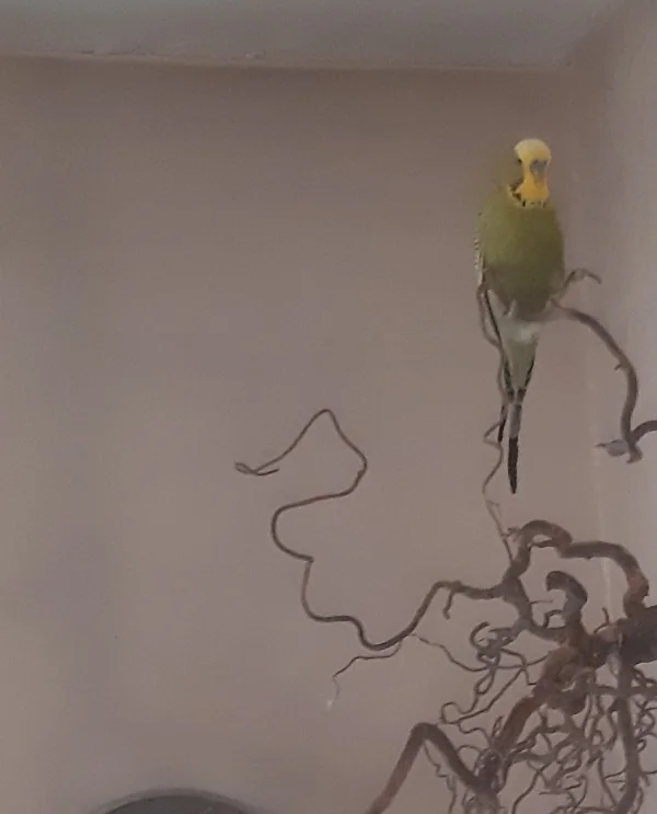 Wellensittich-Bild: Hallo ich bin Robin und bin über die Vermittlung zu den pfiffigen Jungs gekommen. Da mein Partner verstorben ist freue ich mich sehr jetzt wieder Gesellschaft zu haben