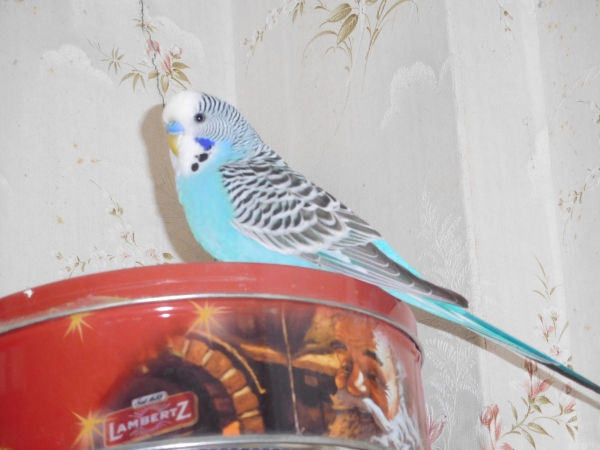 David