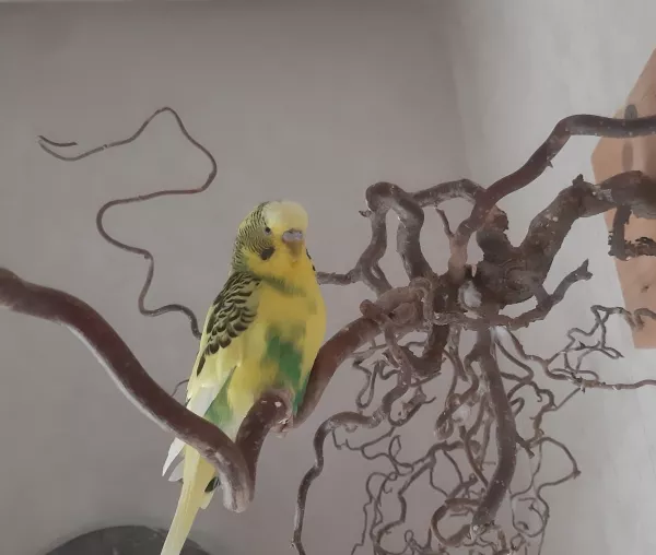 Wellensittich-Bild: Chris ist aus dem Tierheim gekommen. Seine Partnerin ist gestorben und jetzt ist er ein pfiffiger Junge geworden