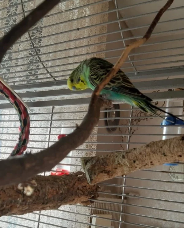 Wellensittich-Bild: Julian ist 6 Monate und ein Nichtflieger. Er kommt im Käfig sehr gut zurecht und hat sich zusammen mit seinem Partner gut eingelebt.