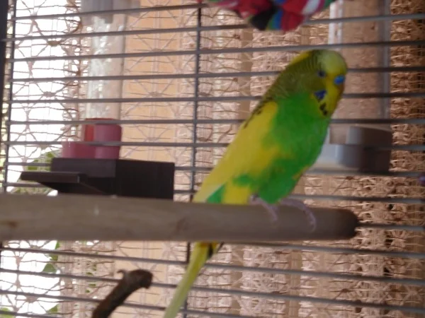Wellensittich-Bild: Danny ist ein ruhiger Welli und freut sich wieder ein Zuhause zu haben.