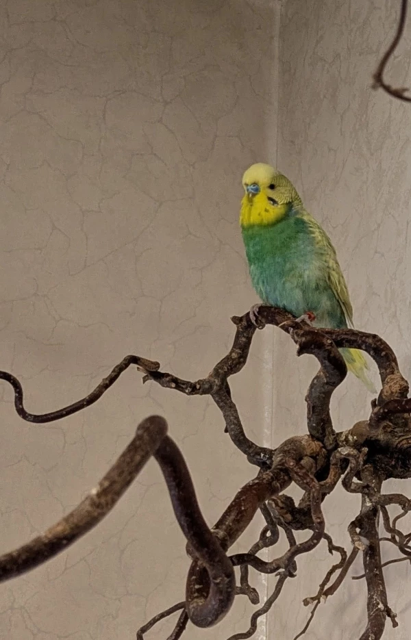 Wellensittich-Bild: Ich bin Sandro ein Fundvogel aus dem Tierheim und freue mich wieder in einem Schwarm zu sein.