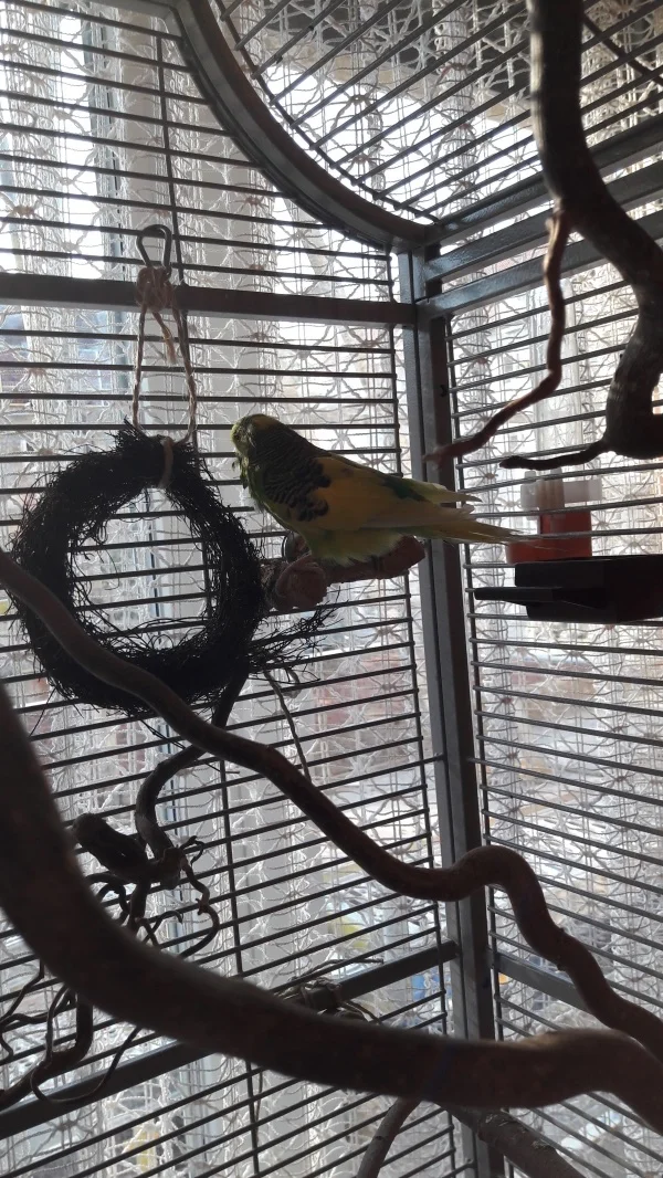 Wellensittich-Bild: Danny schaut verträumt aus dem Fenster was es Neues zu sehen gibt.