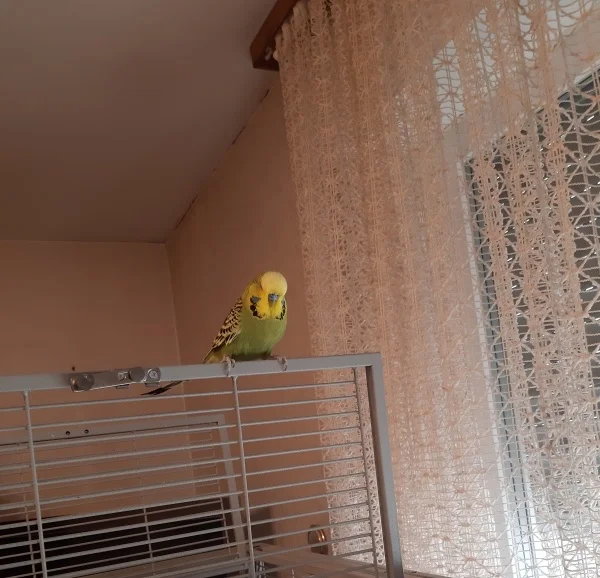 Wellensittich-Bild: Kai war längere Zeit im Tierheim und freut sich endlich wieder einen Schwarm und ein Zuhause zu haben