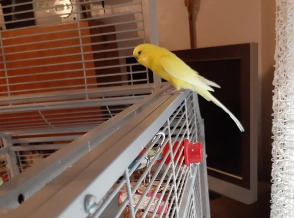 Wellensittich-Bild: Matteo ist vom Tierheim neu eingezogen und fühlt sich in seinem neuen Schwarm wohl.
