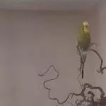 Robin ist hier